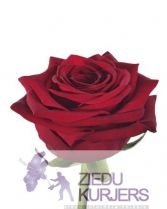 Vidēji garas sarkanas rozes: Длинные красные розы. шт. 4.80 €