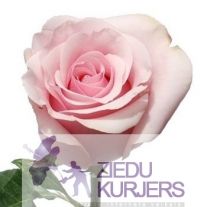 Vidēji garas rozā rozes: Длинные розовые розы. шт. 3.00 €